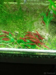 Krevetky akvarijní neocaridina - 7