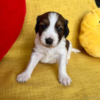 Šteňátka Kooikerhondje – Holandský vábič kačiek - 7