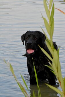 Labradorský retriever s PP - černá fenka - 7