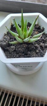 Haworthia, měsíční kámen, tlustice, kopřiva - 7