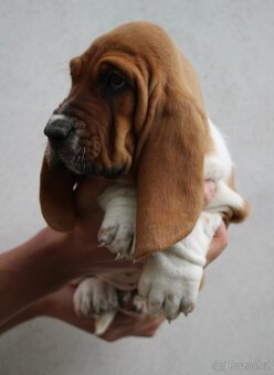Basset hound-baset - 7