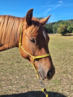 Hřebeček AQH X HFL - roční - 7