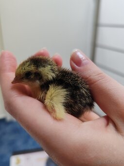 Násadová křepelčí vejce, vajíčka - 7