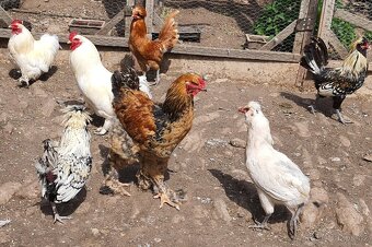 Kohouti - brahmanka, paduánka, araukana a zakrslá kočinka - 7