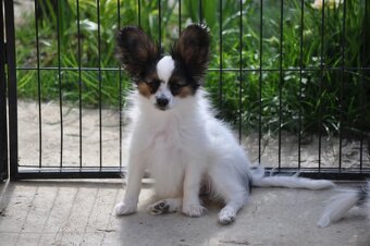 Papillon psík s rodokmeňom - 7