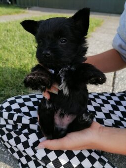 Biewer - jorkšírský teriér black - 7