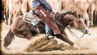 Přátelský dvouletý QH - 7