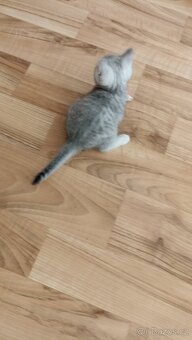 Britský whiskas kocourek s PP - 7