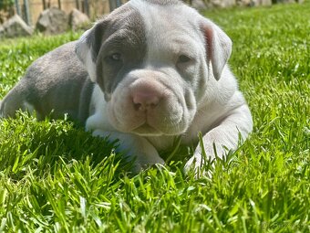 American bully XL - 7