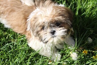 Shih-tzu, Shih tzu, si cu bez pp - 7