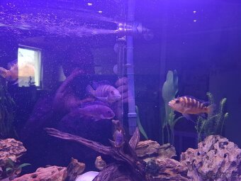 Daruji mix malawi - 7