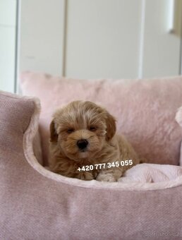 Fenka Maltipoo f1 700€ - 7