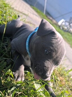 🐾 Americký stafordšírský teriér – modrá štěňátka - 7