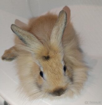 Zakrslý králíček bez PP samička Samatha lvíček - 7