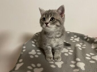 koťátko bez PP (kočička světlá) - 7