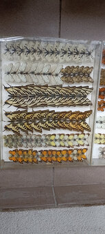 Prodám velikou sbírku motýlů - 7