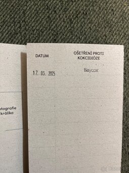 Březí samička SPĚCHÁ - 7