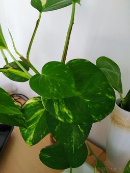 Řízky pothos / epipremnum - 7