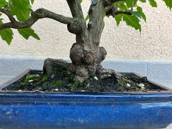 Bonsai, Bonsaj, jamadori, javor ginnala - 7