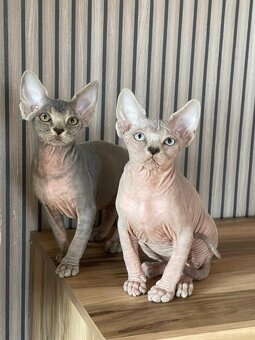 Sphynx koťátka s PP - 7