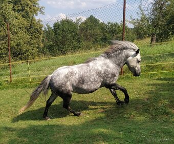 Pony klisna - 7
