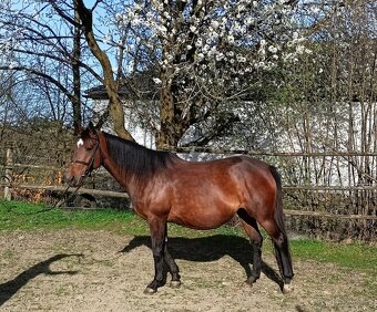 Šestiletá březí klisna - 7