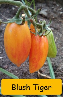SADBA ZELENINY RAJČE, PAPRIKA, OKURKA, CUKETA.. – LZE POSLAT - 7