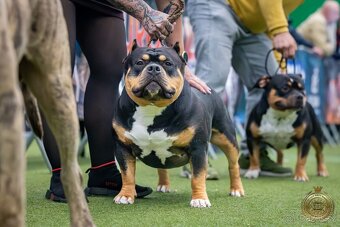 American Bully Pocket - Standart - 7