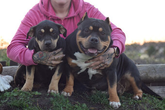 American Bully Pocket - Standart fenka - 7