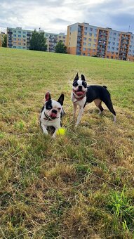 Bostonský teriér - 7