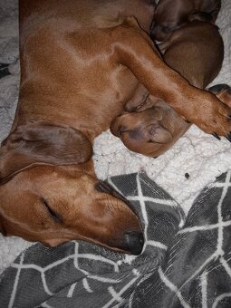 Jezevčík hladkosrstý standart - 7