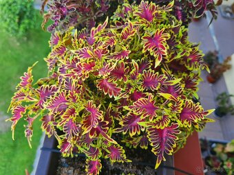 SEMENA Africká okrasná kopřiva Coleus - 7