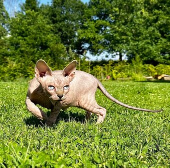 Kanadská Sphynx - 7