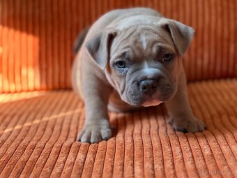 American Bully pocket - 7