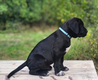 Cane Corso s PP (FCI) - 7