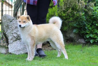 Shiba Inu s PP FCI - 7