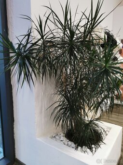 Palma dračena - 7