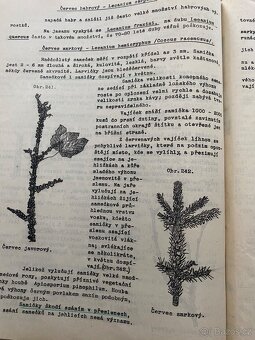 Fr. Salač - Ochrana lesů - kvalitní kopie přednášek - 7