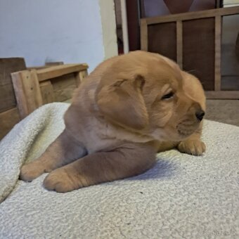 Labradorský retriever s PP - 7