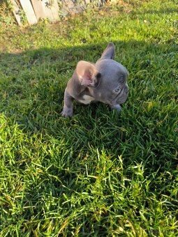 Francouzský buldoček🐕 - 7