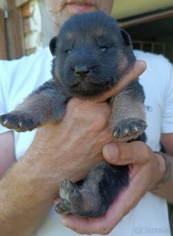 Německý ovčák s PP pejsek - 7