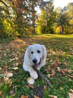 Zlatý retriever - 7