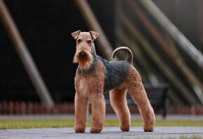 Airedale terrier - 7