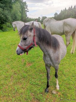 Welsh mountain pony sekce A - klisna - 7