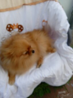 POMERANIAN - 7