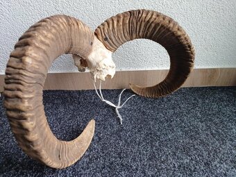 Muflon trofej (rohy; toulce) 70 cm - 7