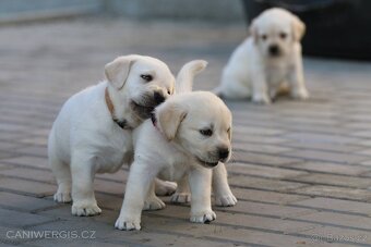 Labradorský retrívr s PP - 7