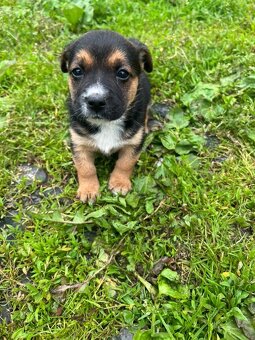 Štěňata 🐶bordel kolie křížená - 7