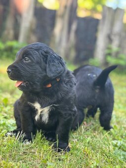 Bernský salašnický X labrador - 7