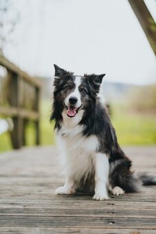 Border kolie štěňátka s PP - 7